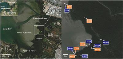 Stratified Bacterial and Archaeal Community in Mangrove and Intertidal Wetland Mudflats Revealed by High Throughput 16S rRNA Gene Sequencing